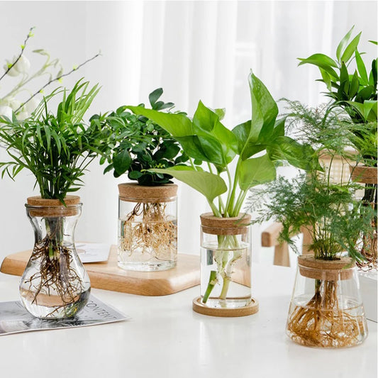 Hydroponic Vase: A Botanical Touch in Glass